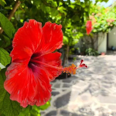 Gili Mesari Cottages & Homestay Gili Trawangan Exterior photo