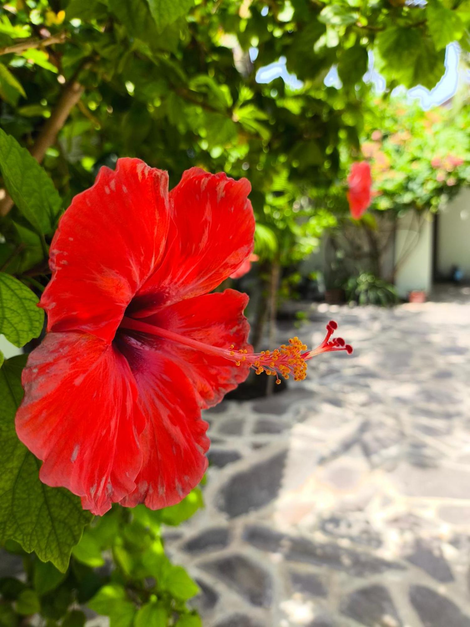 Gili Mesari &