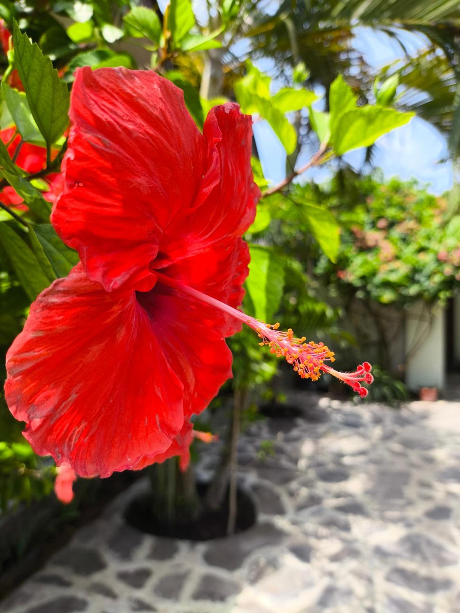 Gili Mesari & Homestay